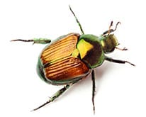 Pest ID image of beetle