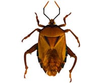 Pest ID image of stink bug